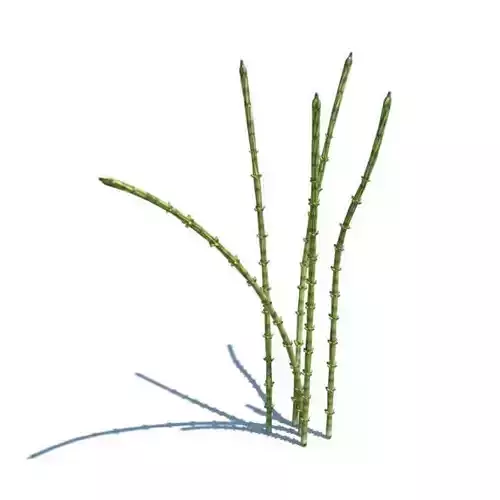 Plant Northern Hemispher