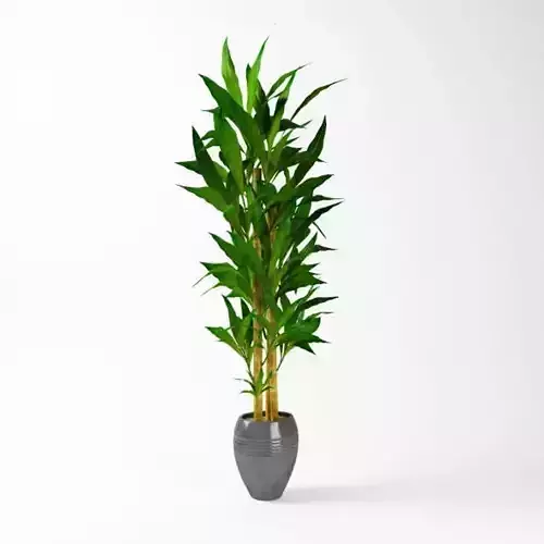 Room Potted Plant