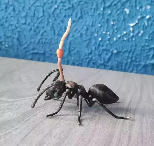 Ophiocordyceps unilateralis 3D print model