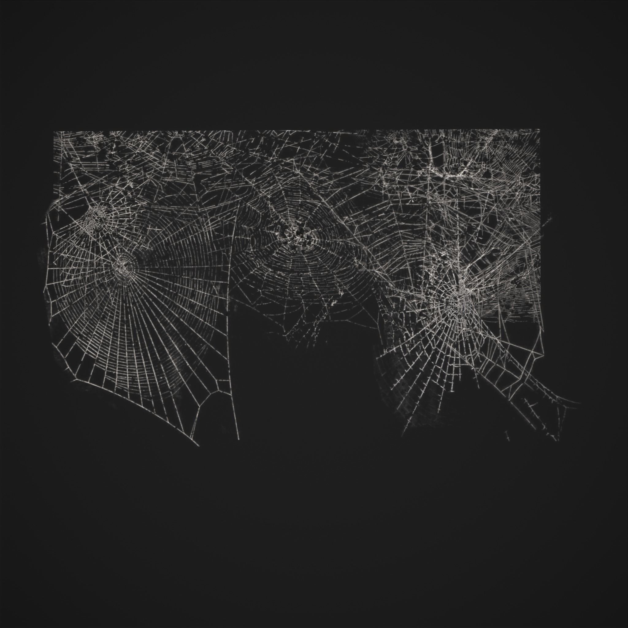 Spider Webs Low-poly 3D model_15