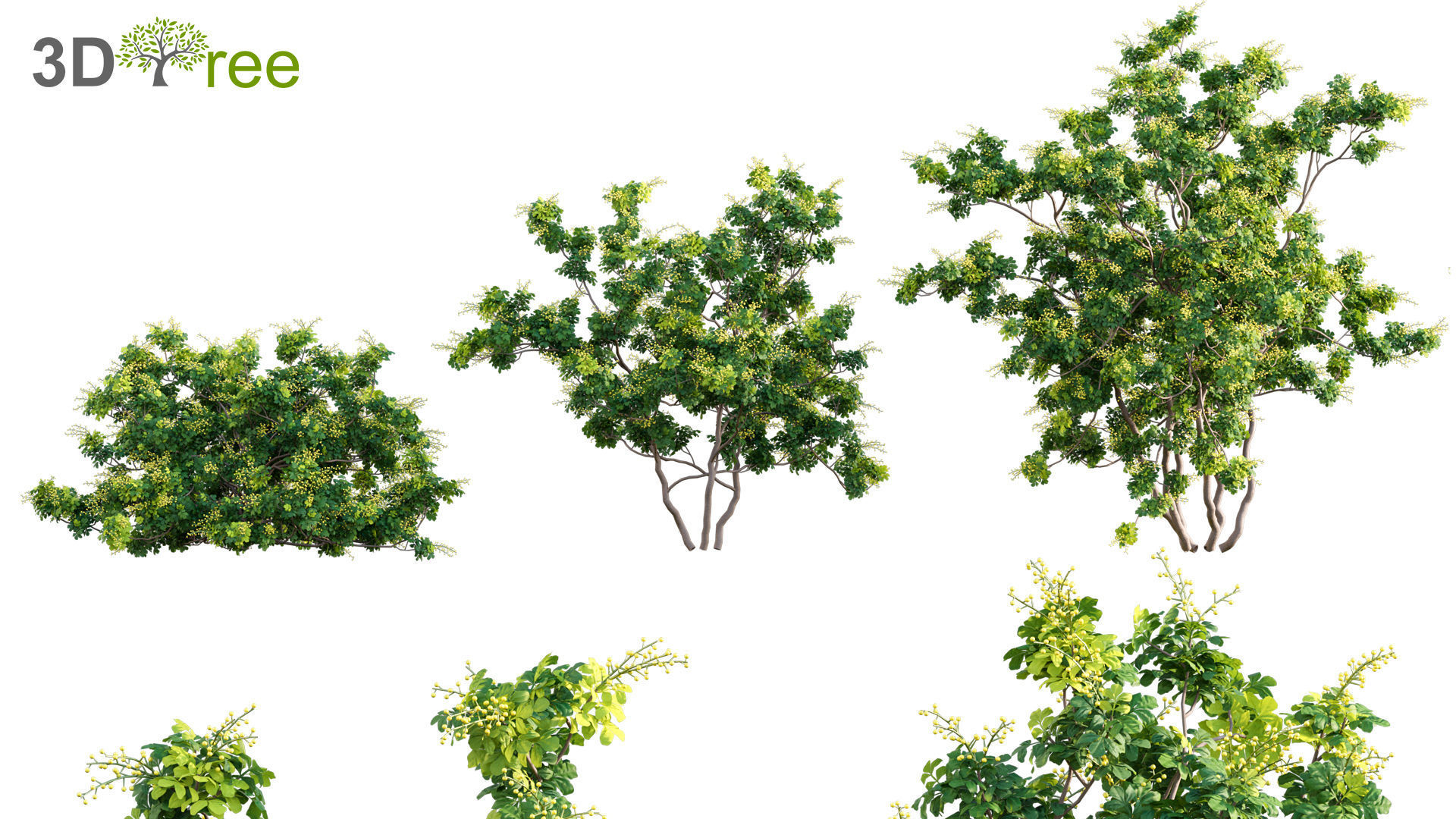 Chinese garden  3D model_8