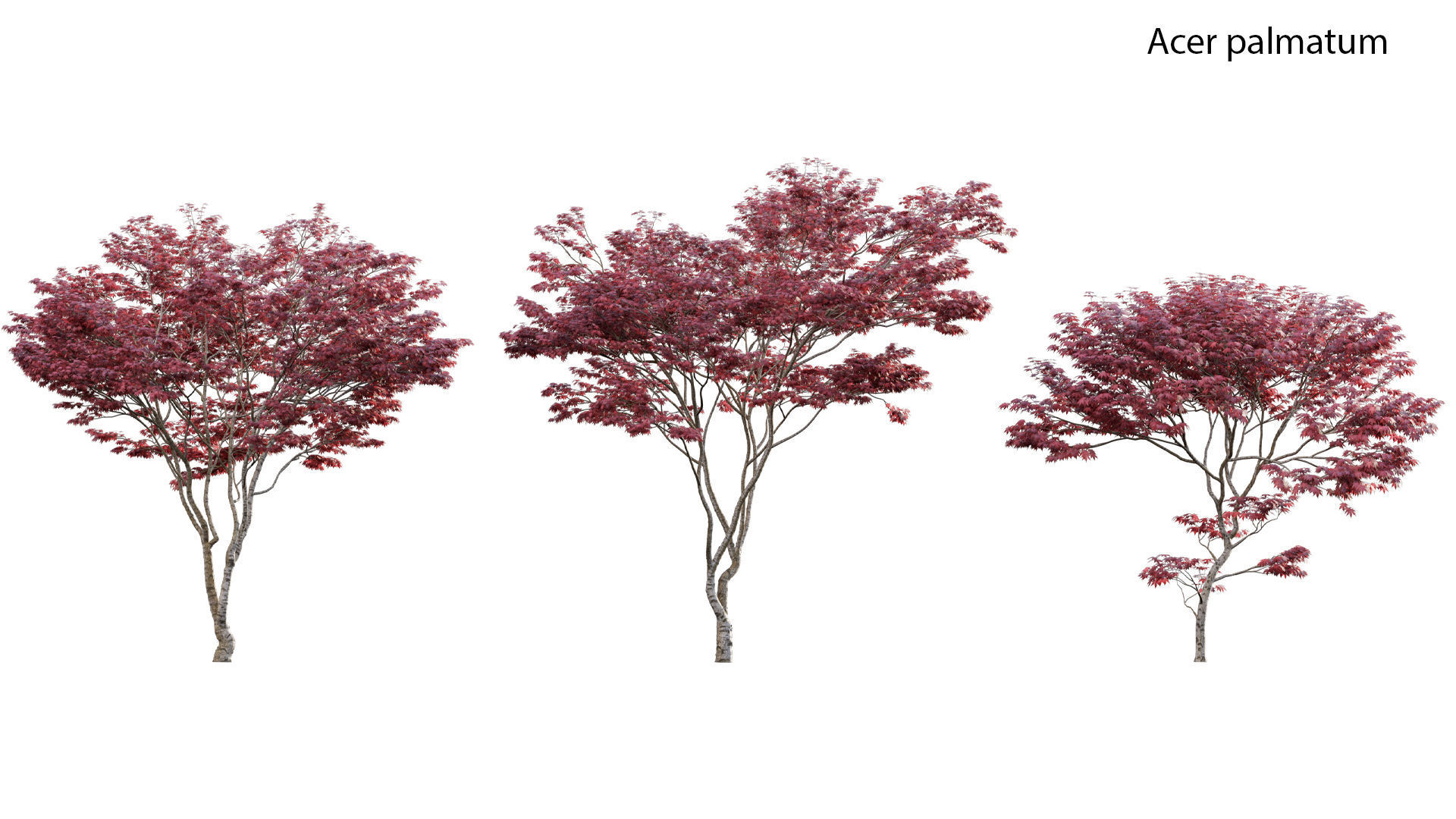 Chinese garden  3D model_2