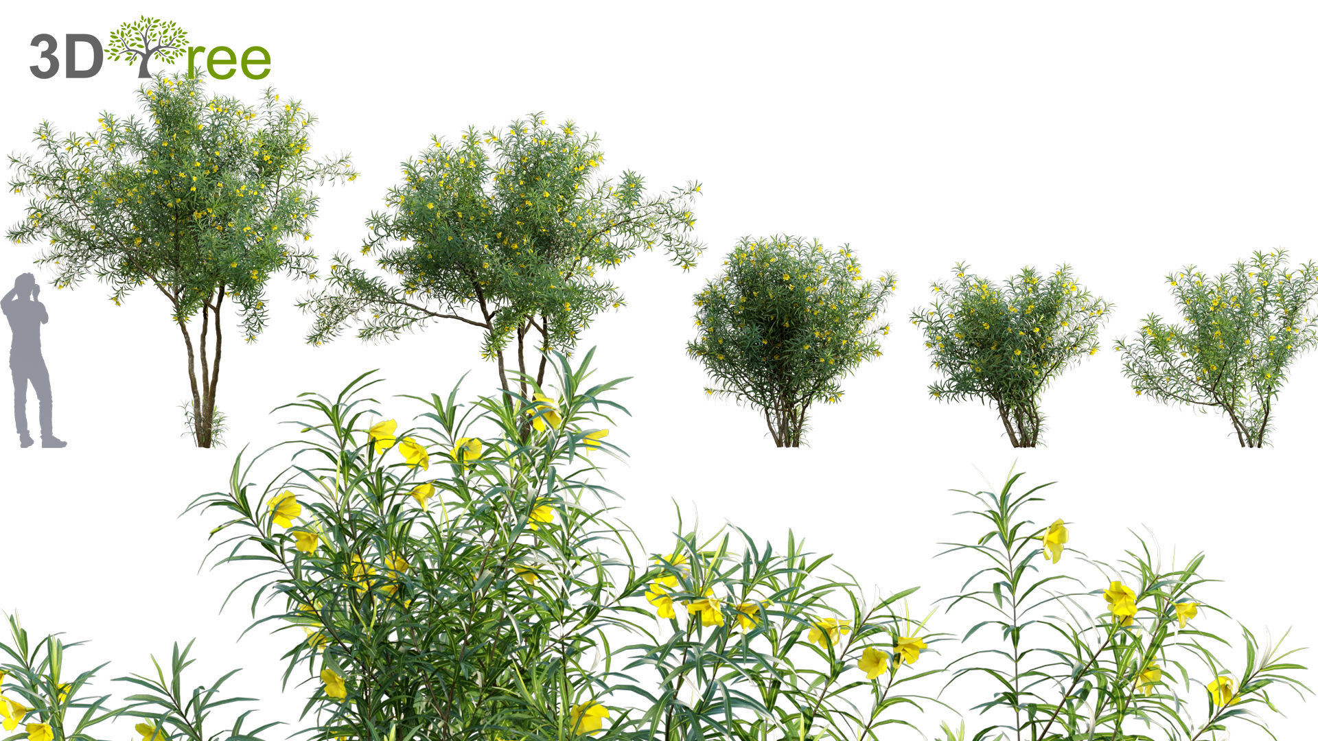 Chinese garden  3D model_42