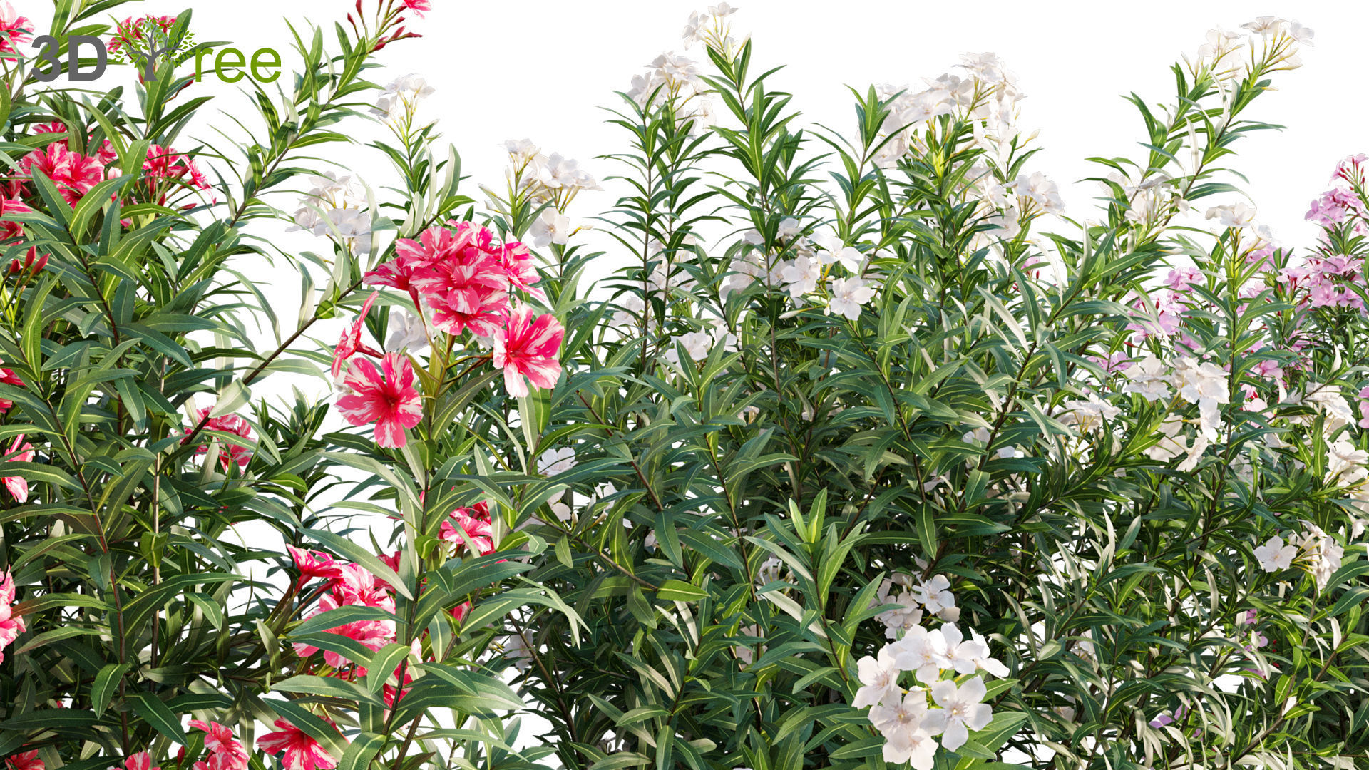 Chinese garden  3D model_23