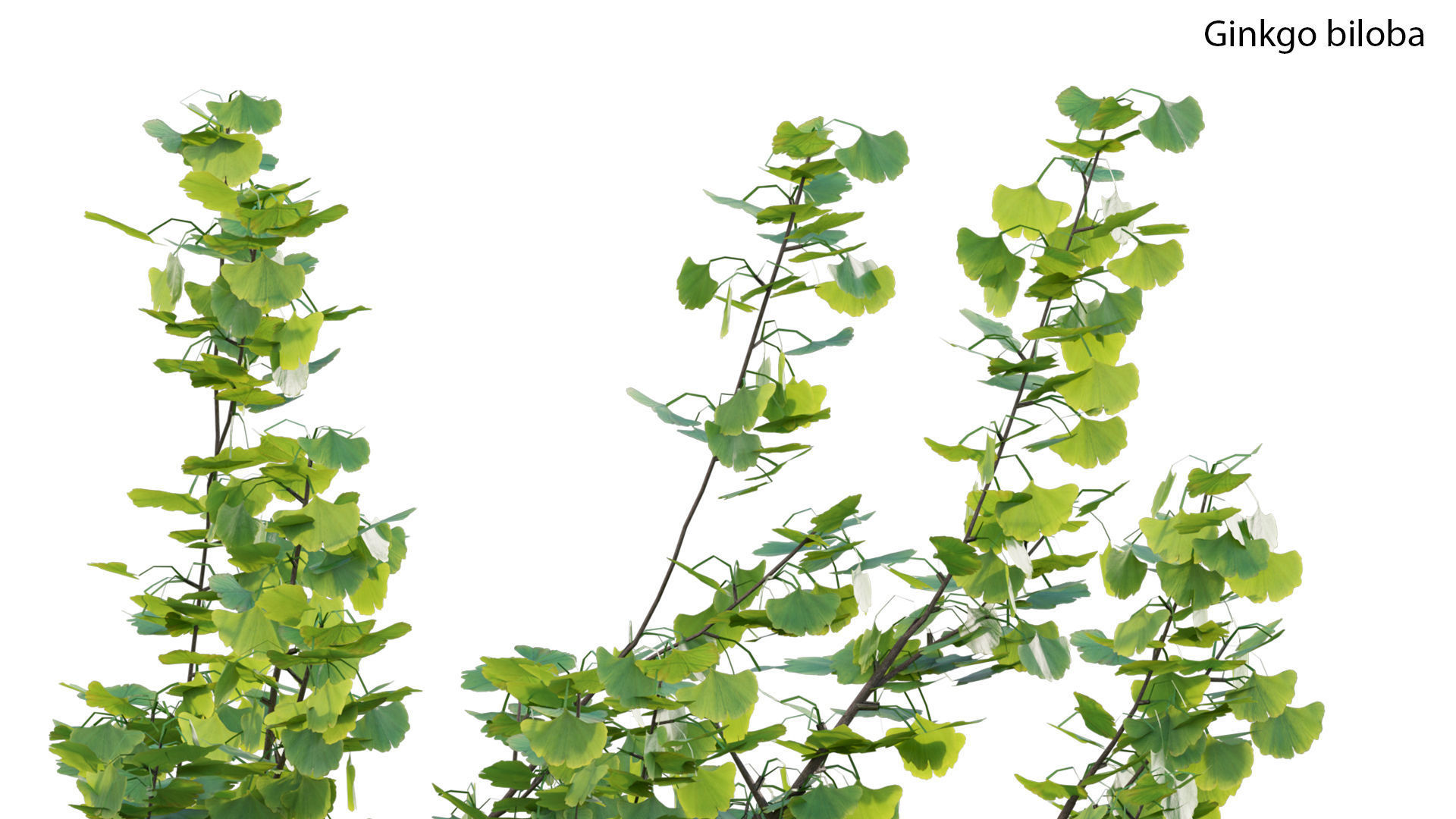 Chinese garden  3D model_15