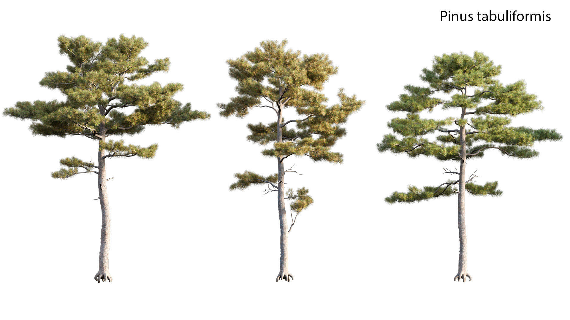 Chinese garden  3D model_24