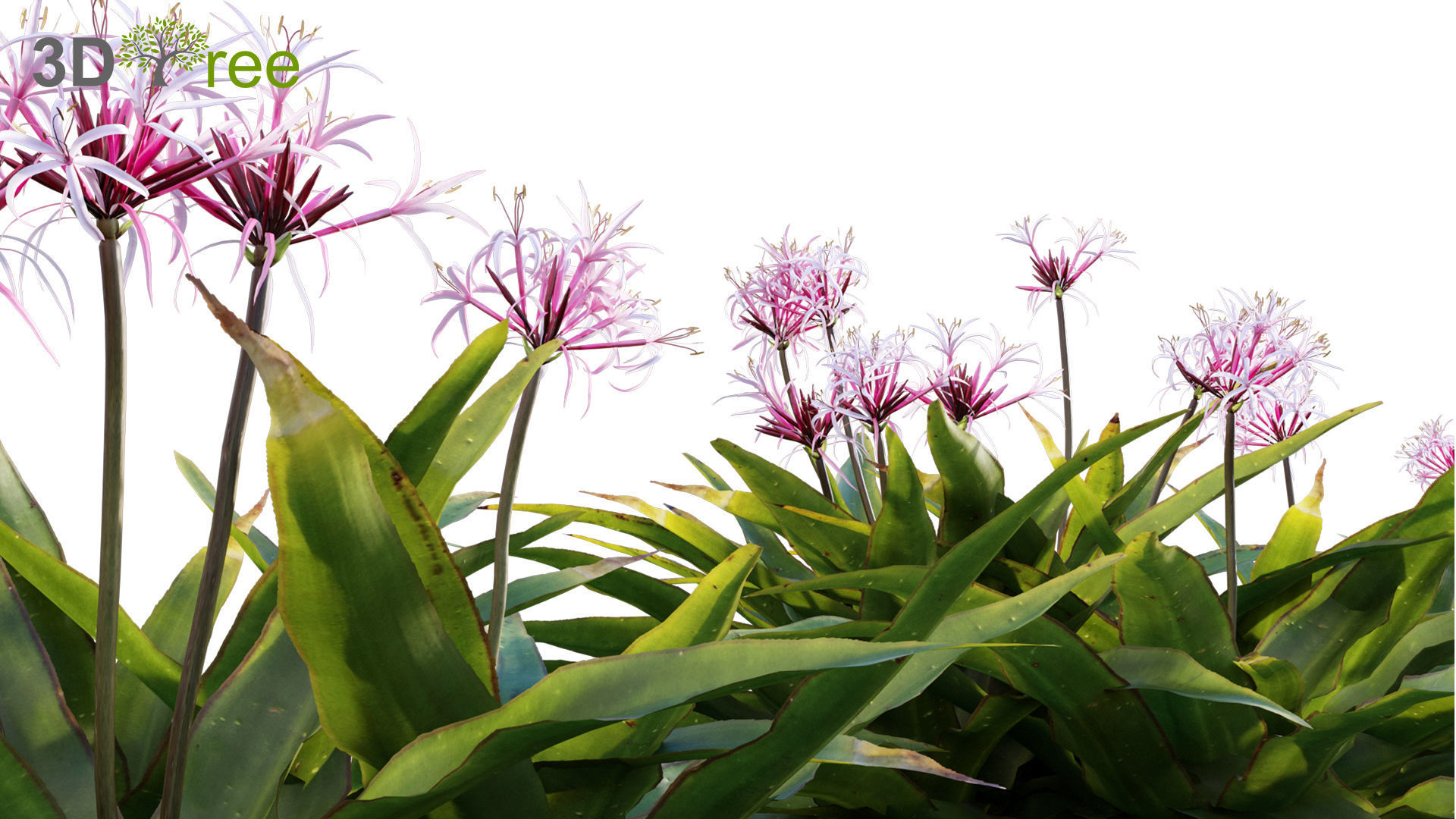 Chinese garden  3D model_11