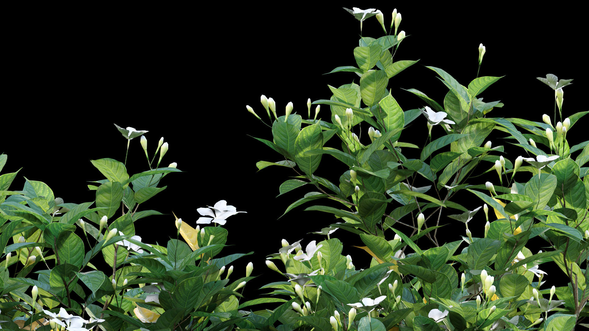 Chinese garden  3D model_13