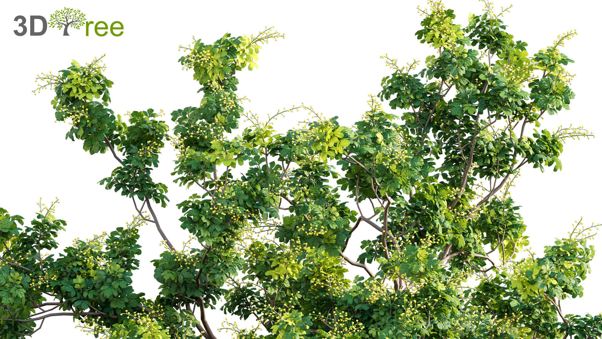 Chinese garden  3D model_9