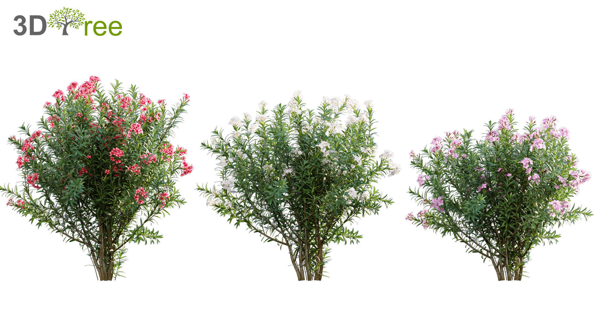 Chinese garden  3D model_22