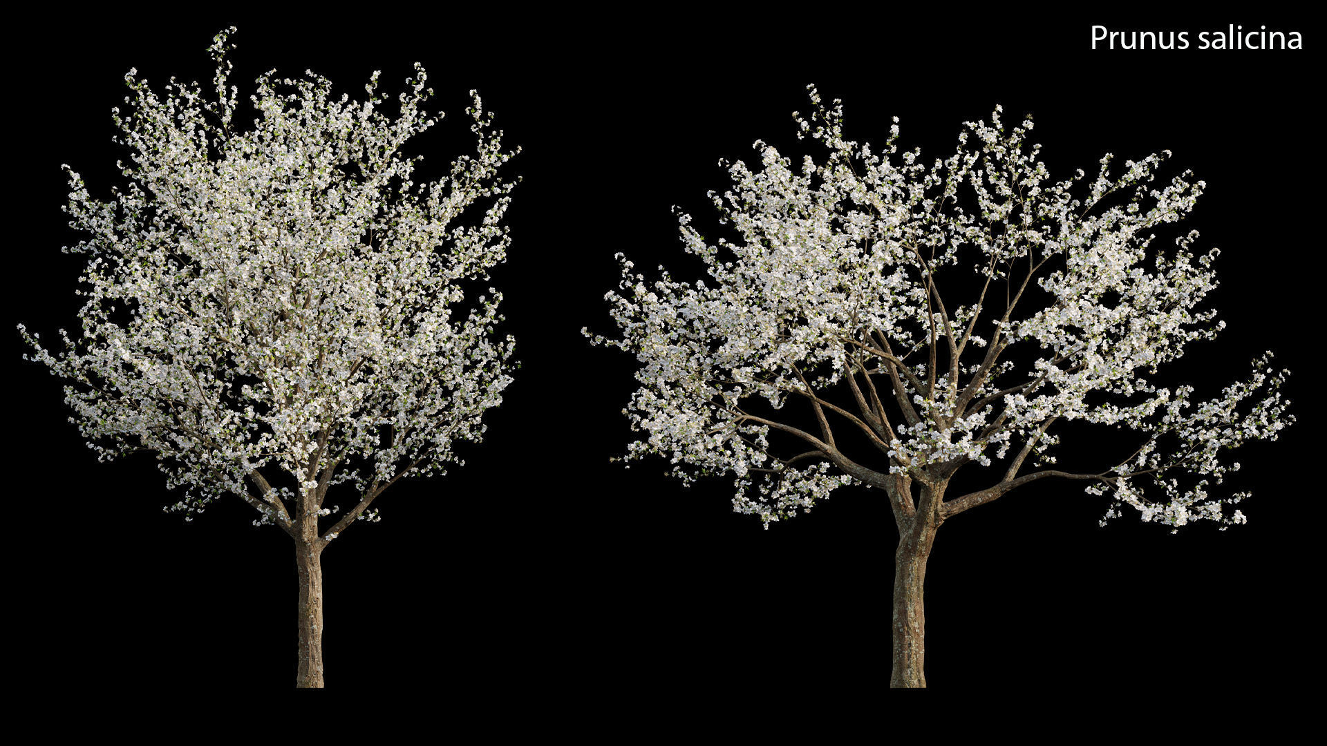 Chinese garden  3D model_31