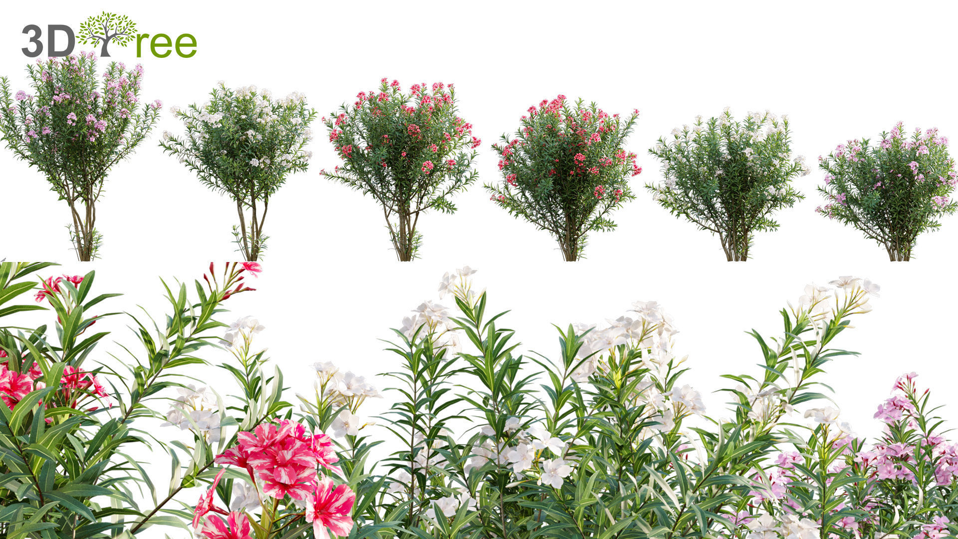 Chinese garden  3D model_20