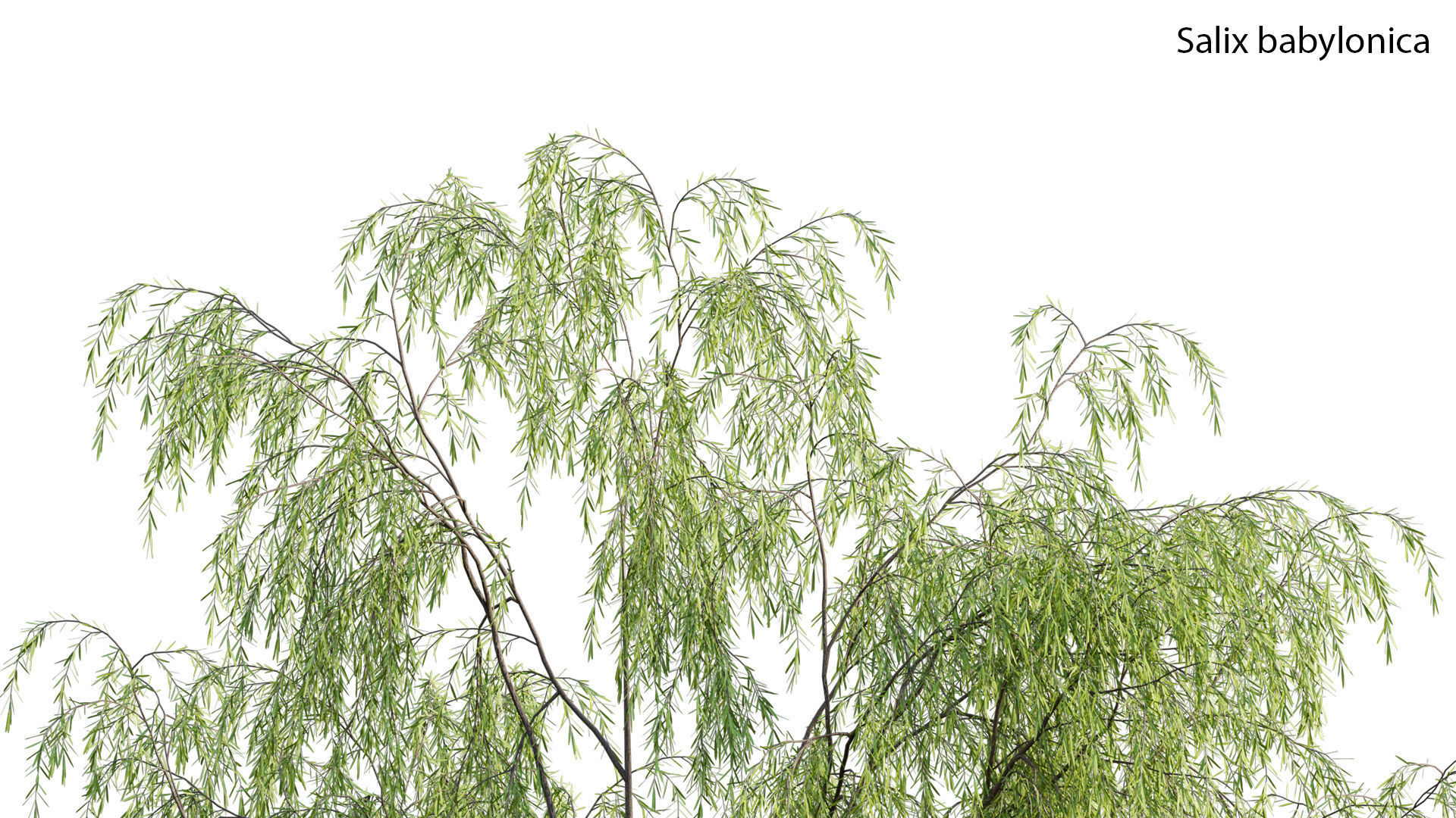 Chinese garden  3D model_40