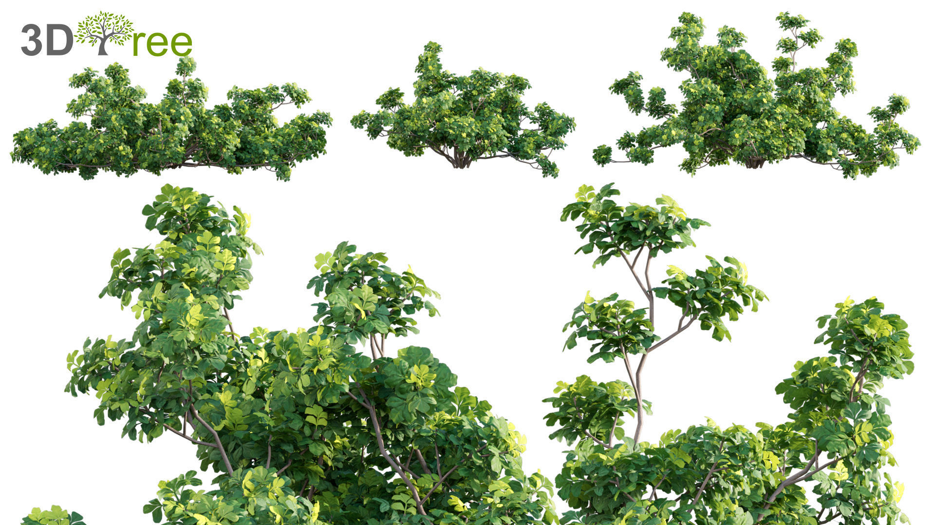 Chinese garden  3D model_6