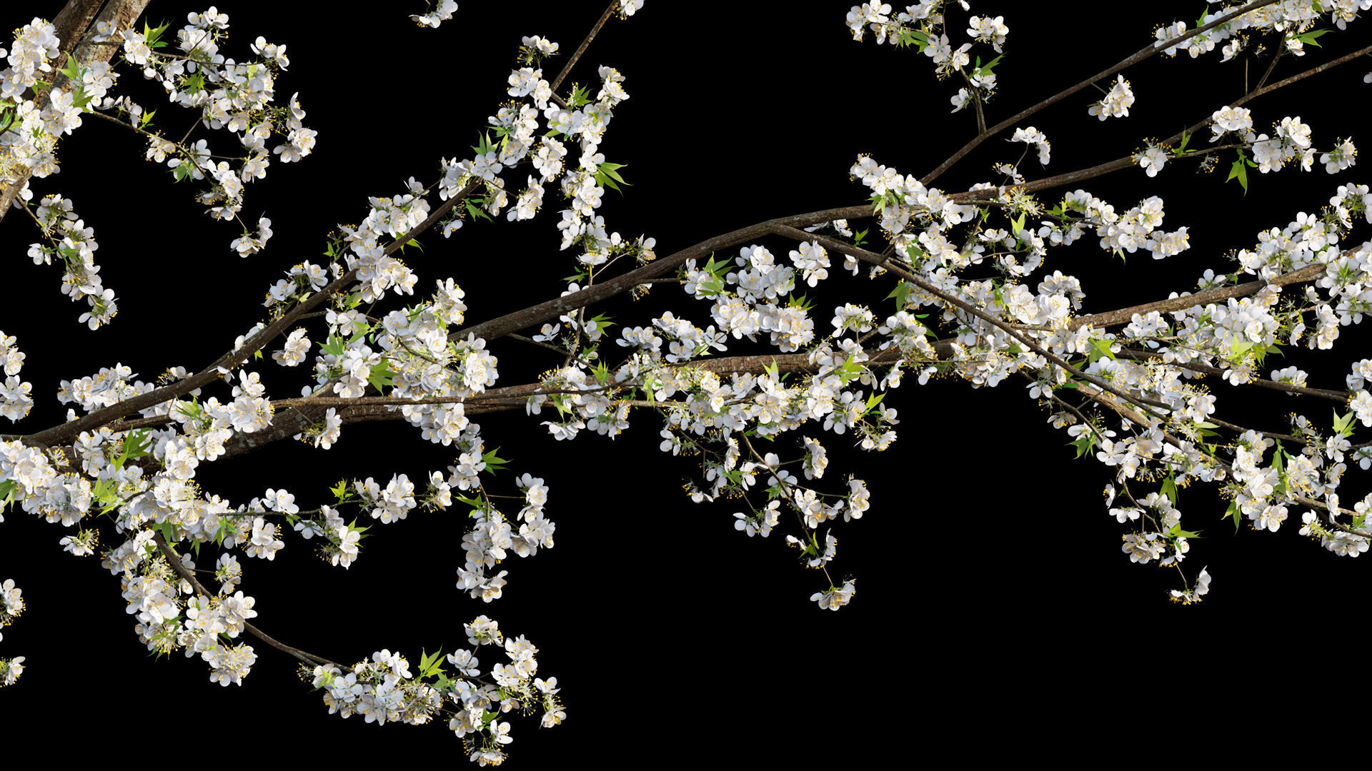 Chinese garden  3D model_33