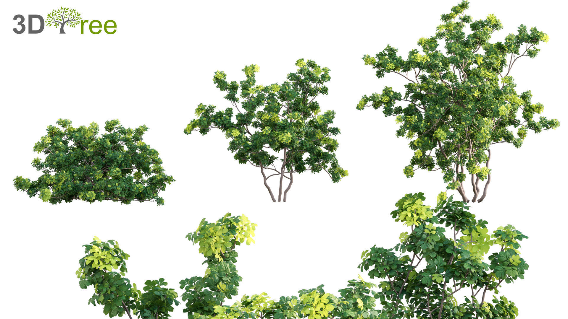 Chinese garden  3D model_7