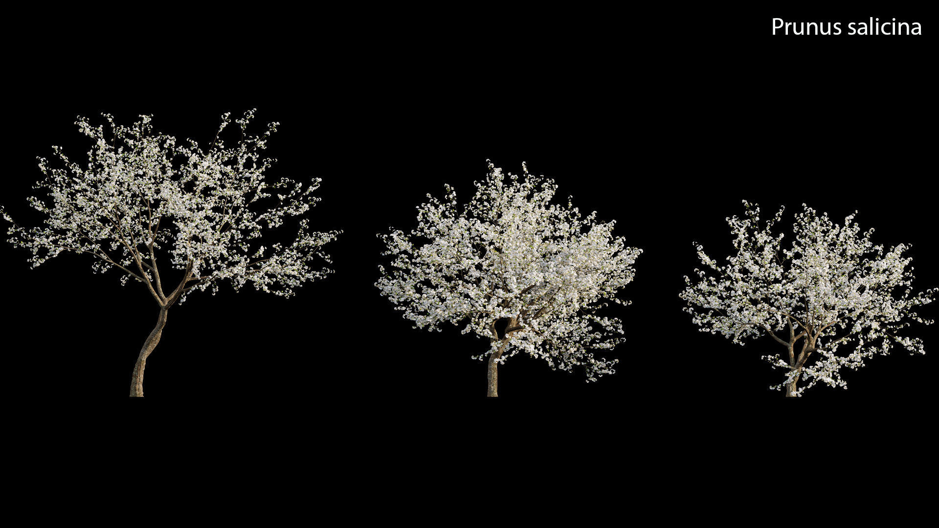 Chinese garden  3D model_32