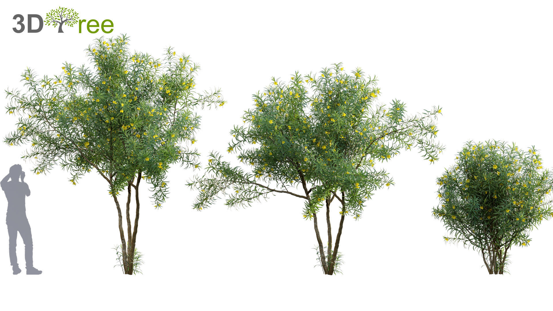 Chinese garden  3D model_45