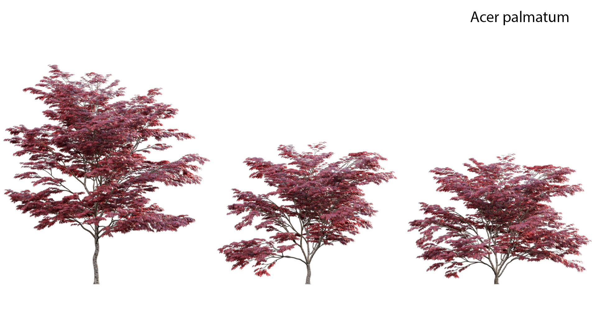 Chinese garden  3D model_5