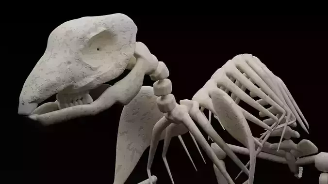 rabbit  skeleton 