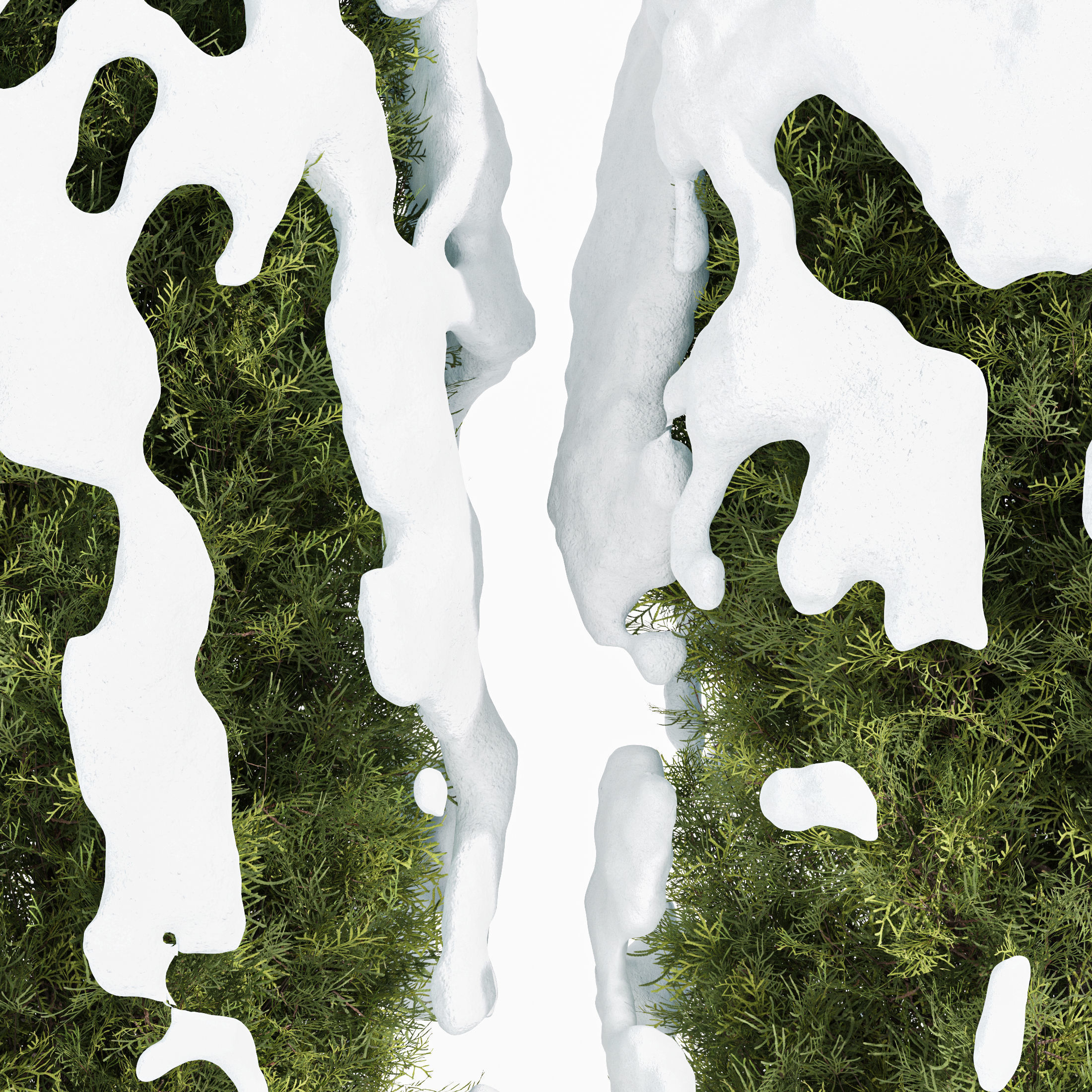 Rocky Mountain Juniper Winter Free 3D model_1