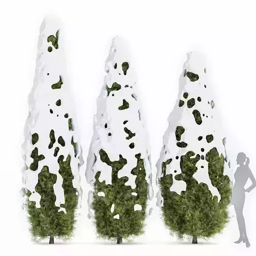 Rocky Mountain Juniper Winter Free 3D model