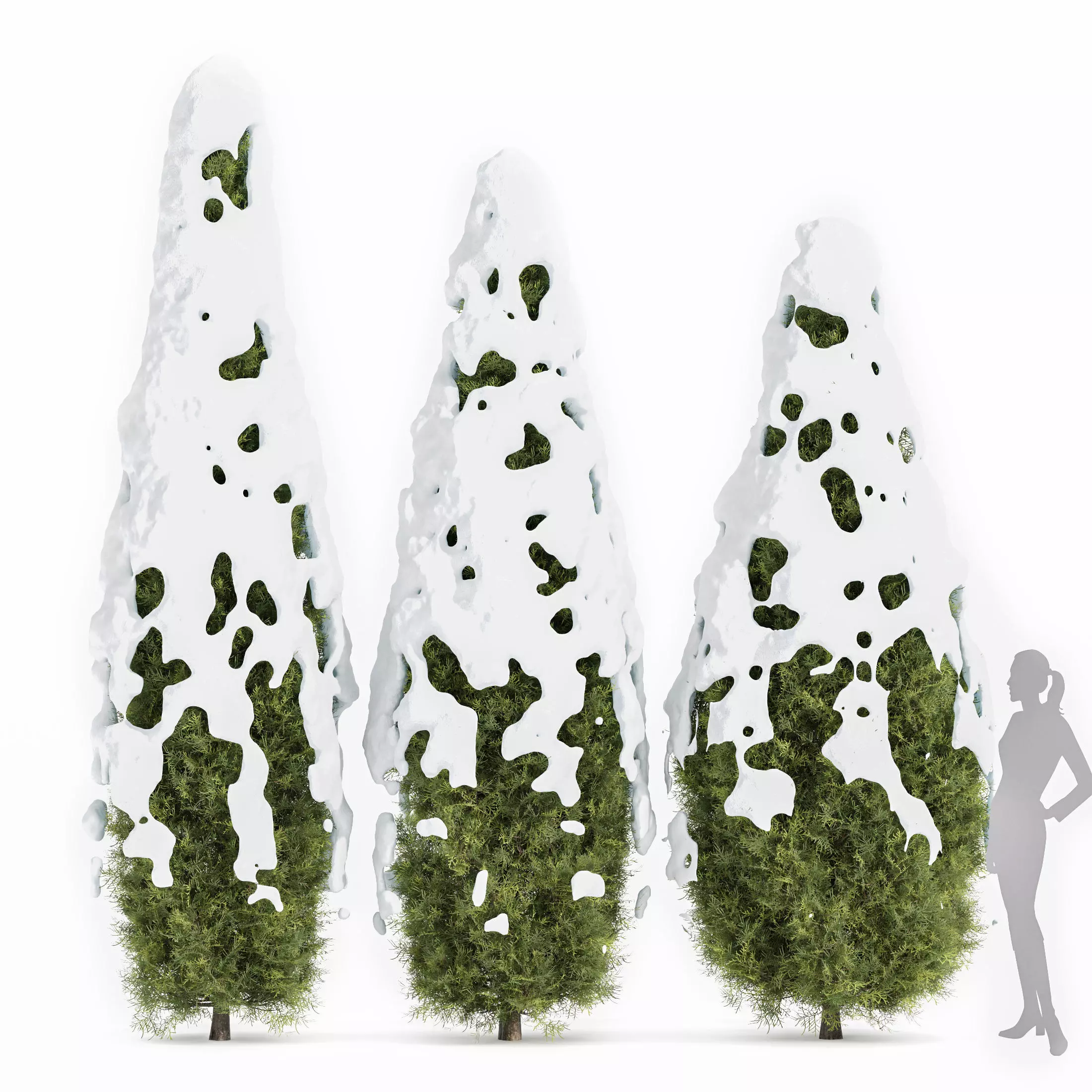 Rocky Mountain Juniper Winter Free 3D model_0