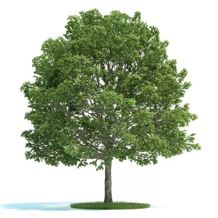 Carpinus Tree Bloomed 3D model_0