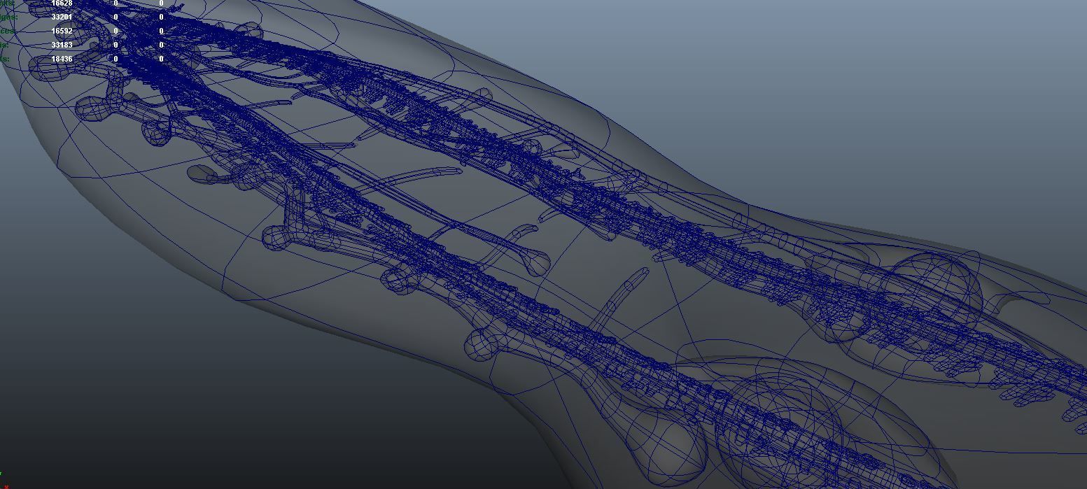 planarian flatworm 3D model_10