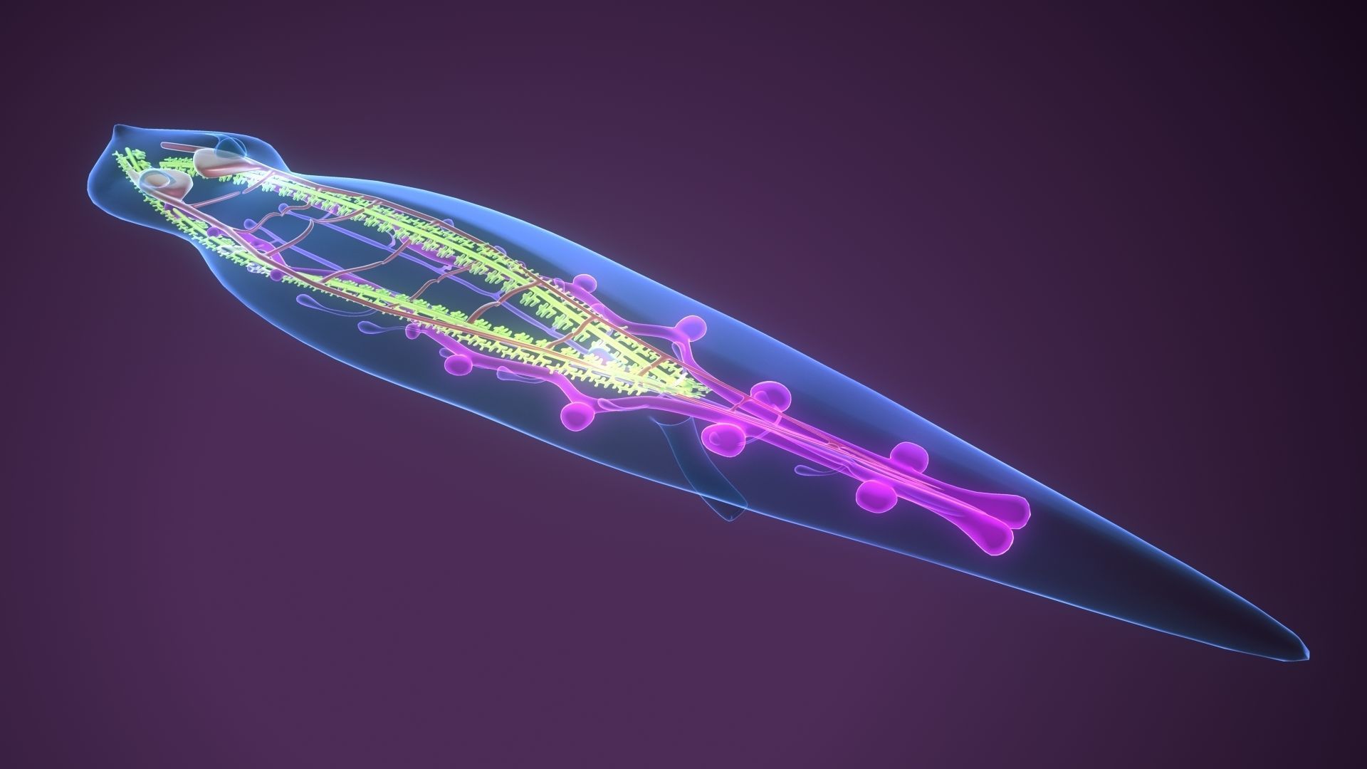 planarian flatworm 3D model_1