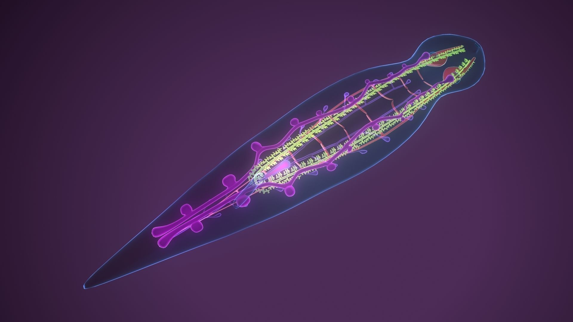 planarian flatworm 3D model_2