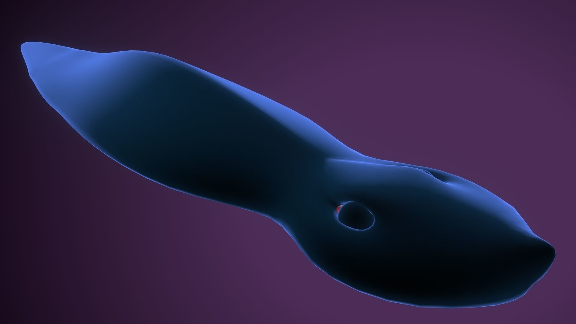 planarian flatworm 3D model_3