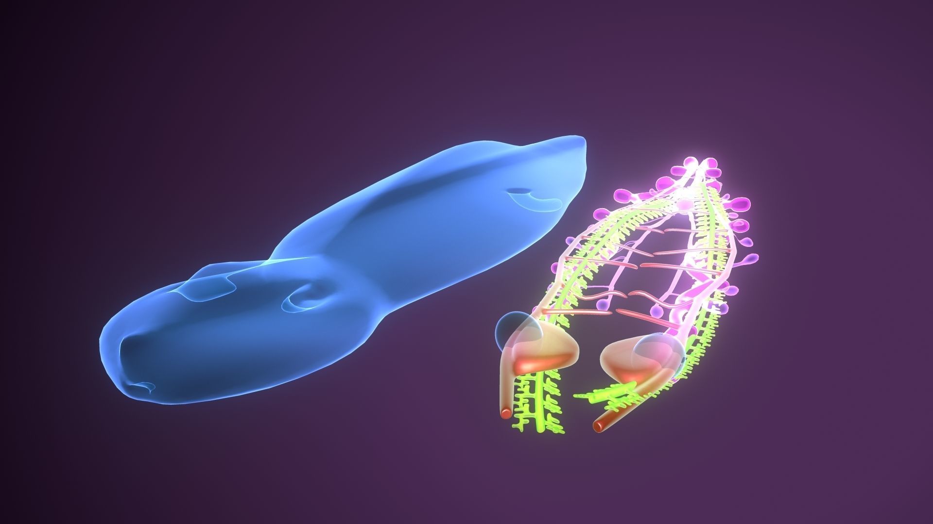 planarian flatworm 3D model_5