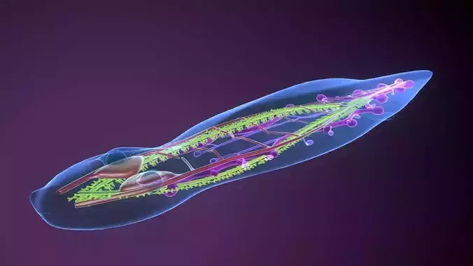 planarian flatworm 3D model