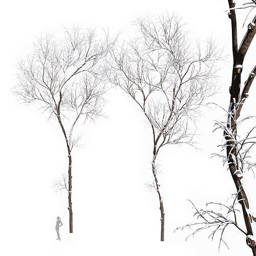 Real Tree Ulmus changii Winter 3D model