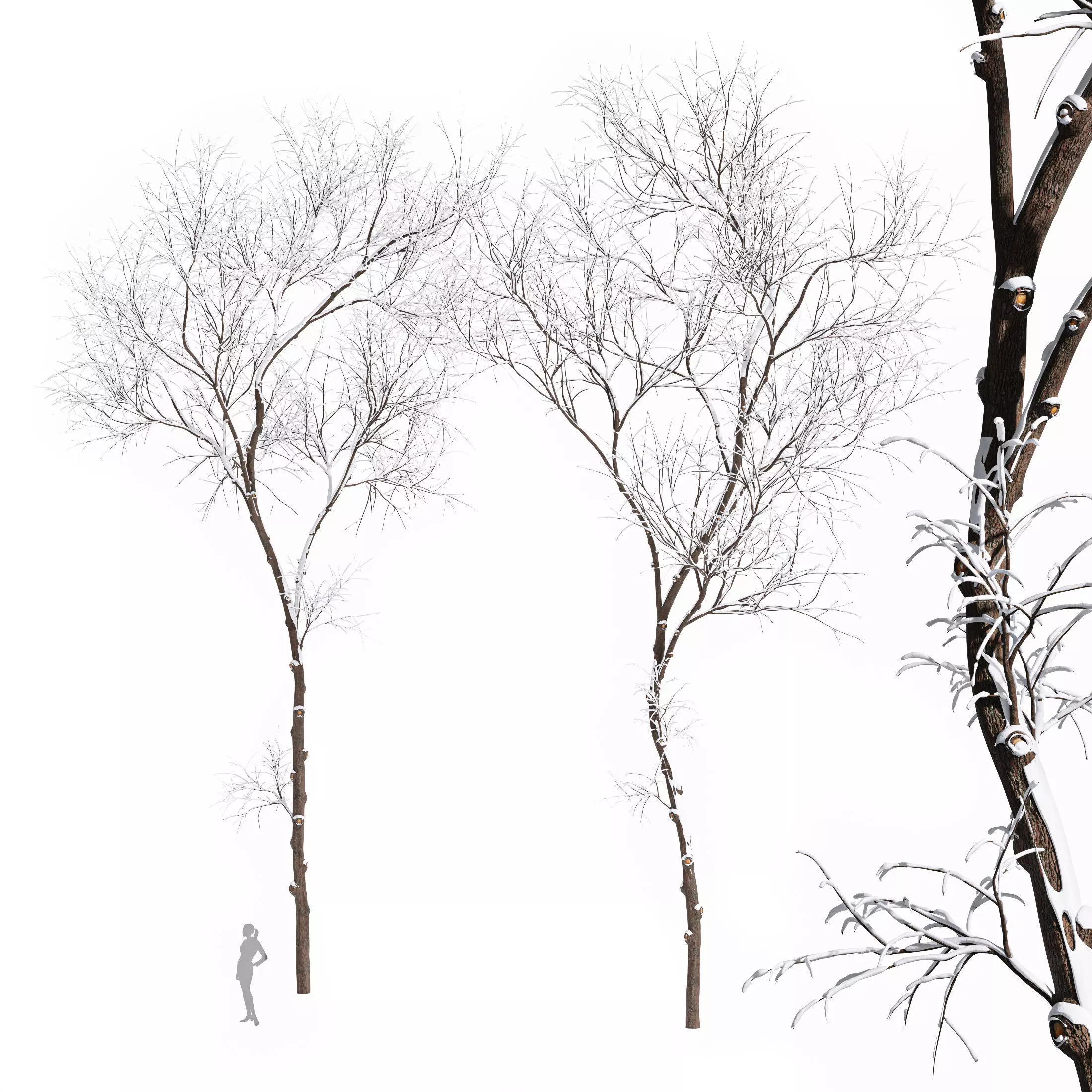 Real Tree Ulmus changii Winter 3D model_0