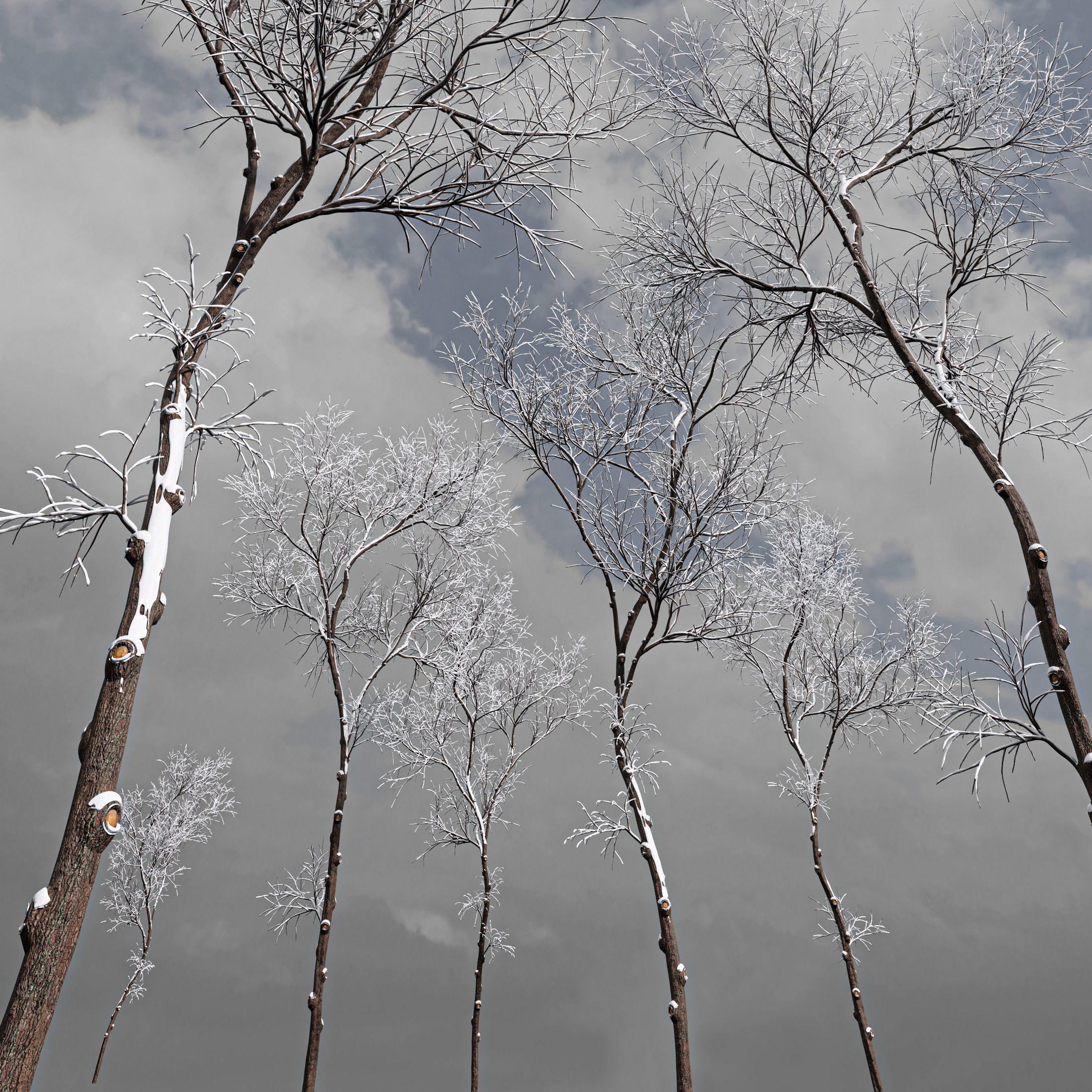 Real Tree Ulmus changii Winter 3D model_1