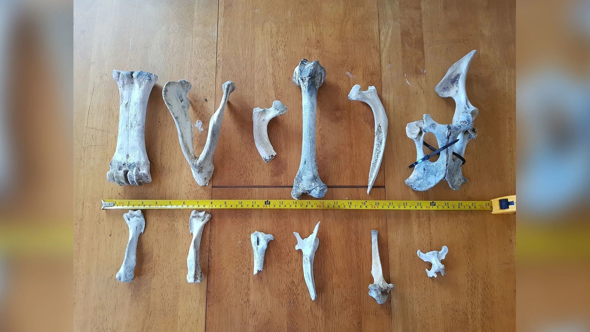 Dry Animal Bones - Photoscan Vol 2 Low-poly 3D model_3