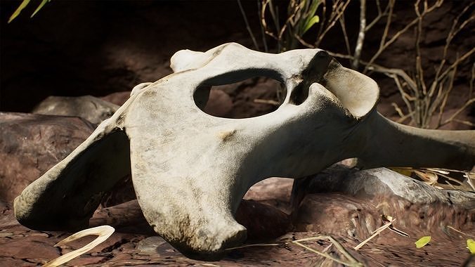 Dry Animal Bones - Photoscan Vol 2 Low-poly 3D model