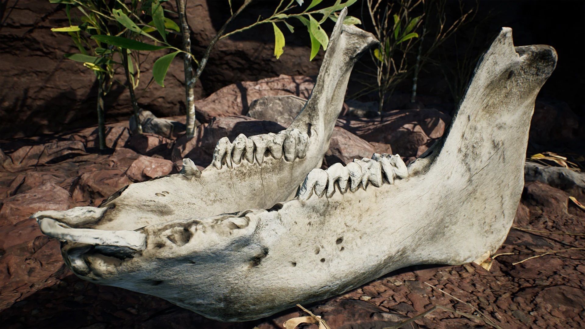 Dry Animal Bones - Photoscan Vol 2 Low-poly 3D model_4