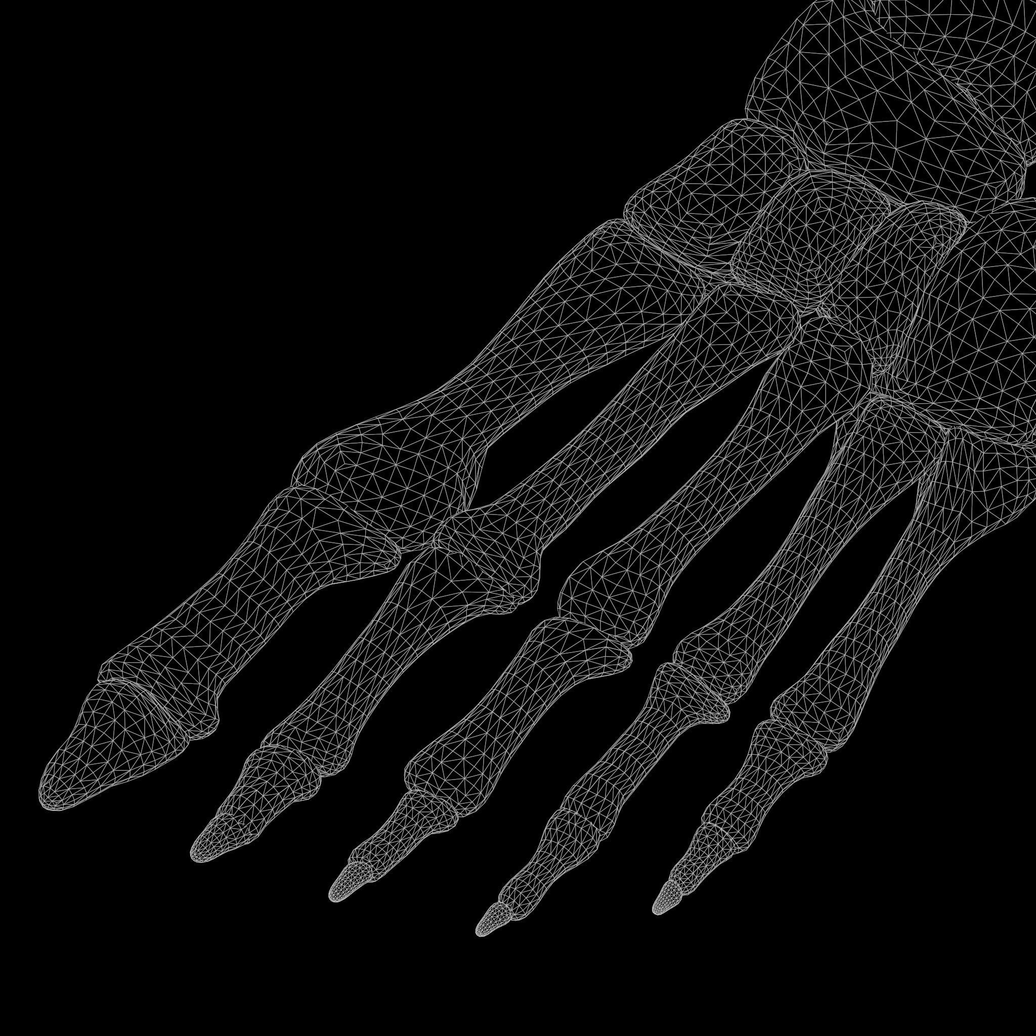 Foot Bone Anatomy Low-poly 3D model_7