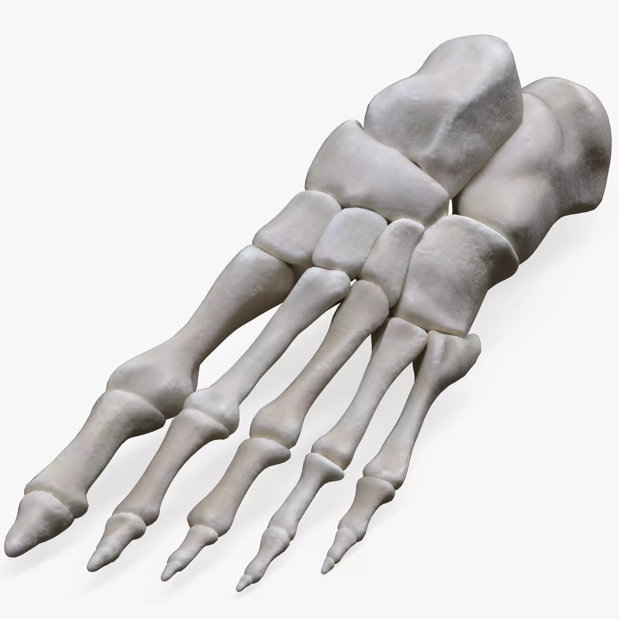Foot Bone Anatomy Low-poly 3D model_0