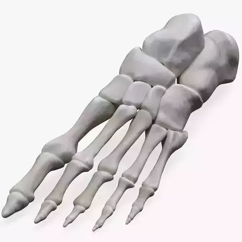 Foot Bone Anatomy Low-poly 3D model