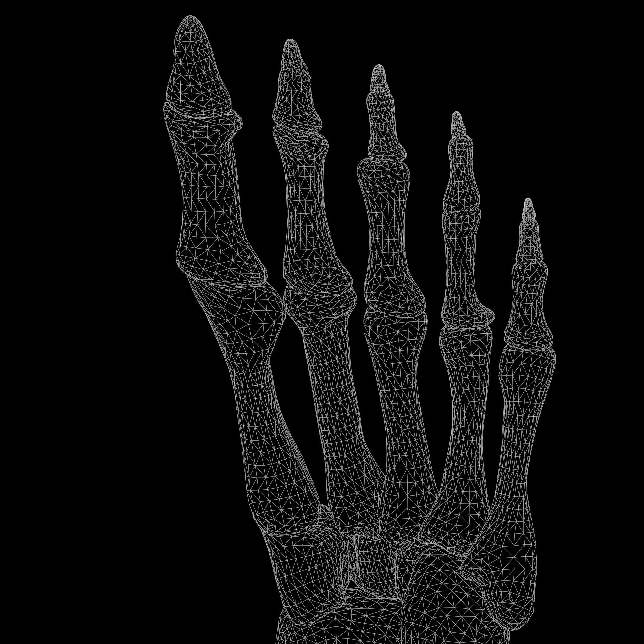 Foot Bone Anatomy Low-poly 3D model_8