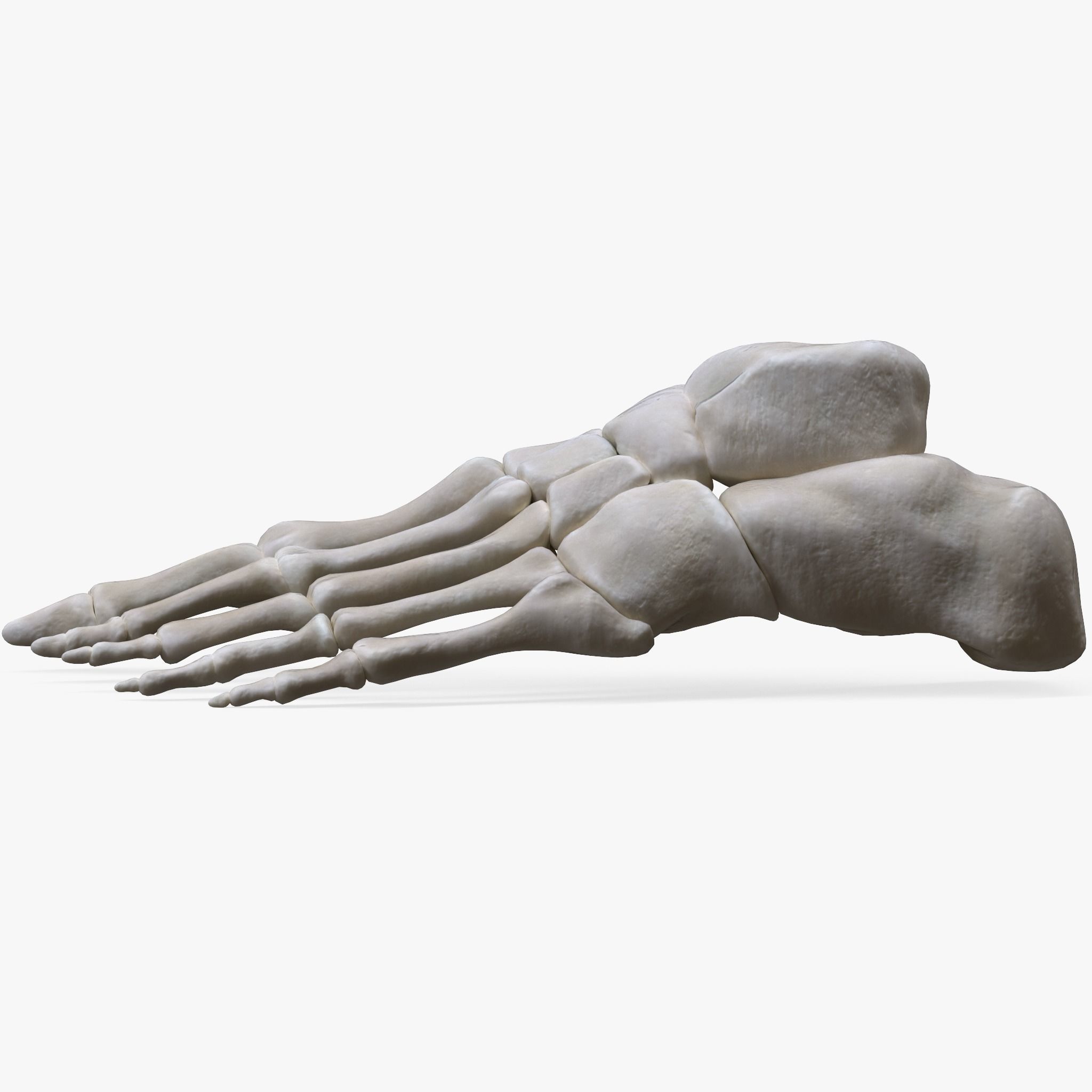 Foot Bone Anatomy Low-poly 3D model_1