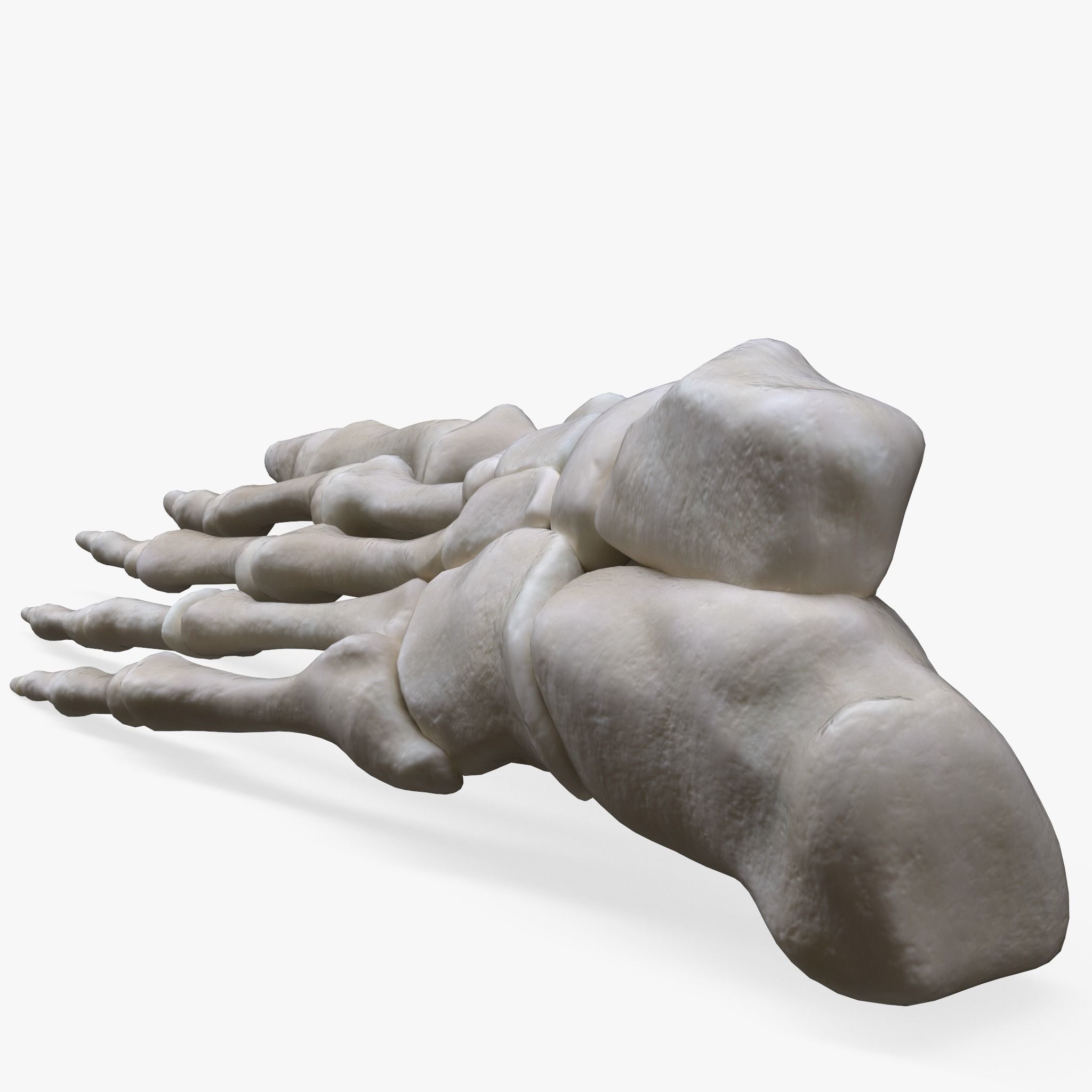 Foot Bone Anatomy Low-poly 3D model_4