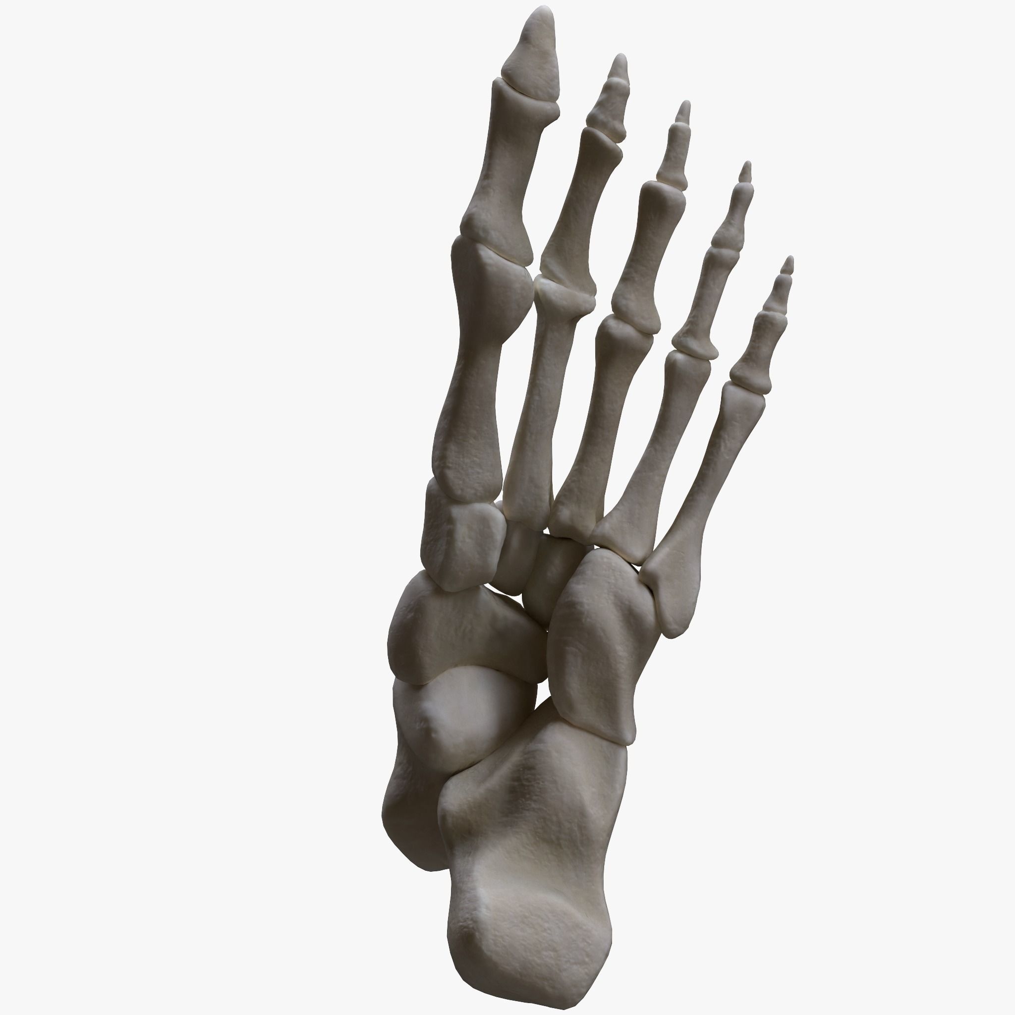 Foot Bone Anatomy Low-poly 3D model_5