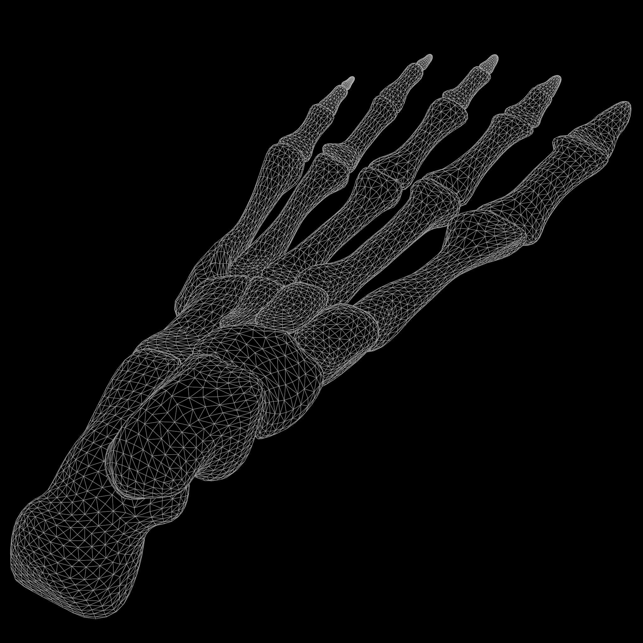Foot Bone Anatomy Low-poly 3D model_9