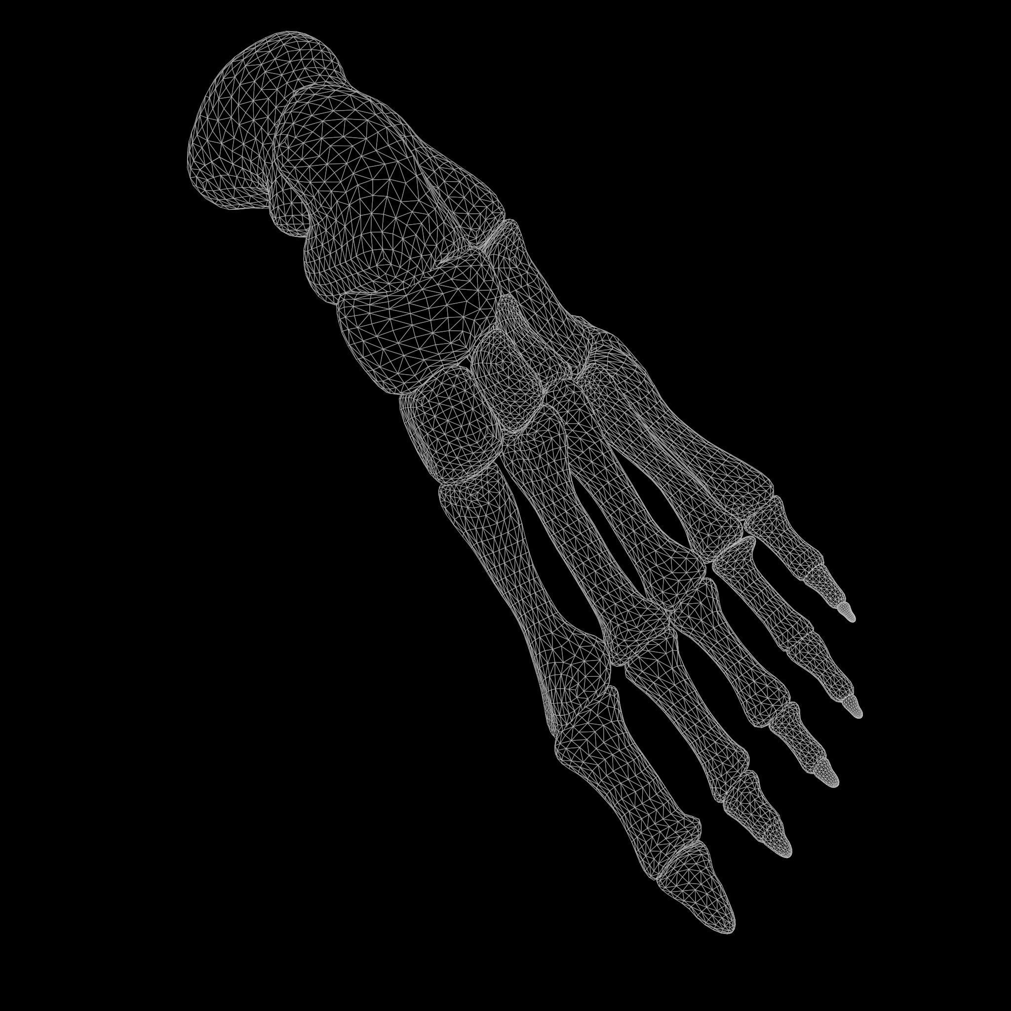 Foot Bone Anatomy Low-poly 3D model_6