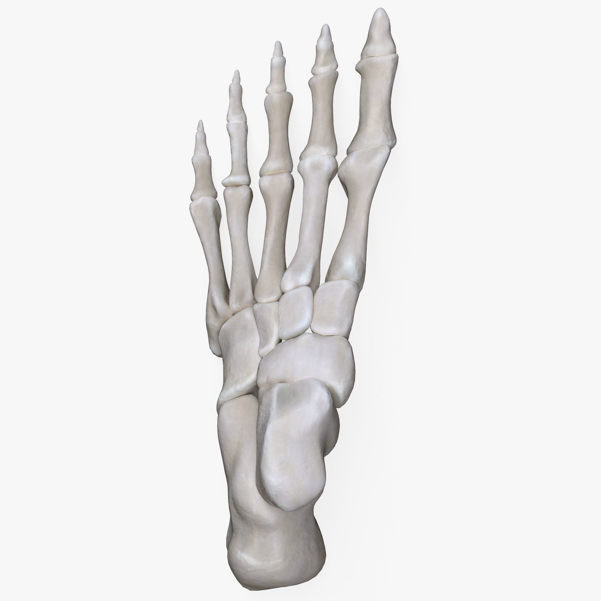 Foot Bone Anatomy Low-poly 3D model_3